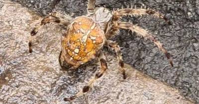 Scots mum terrified after spotting 'exotic' spider lurking around her home - www.dailyrecord.co.uk - Scotland