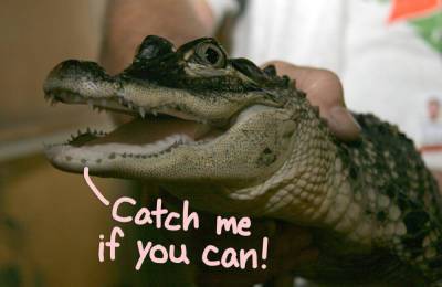 Florida Man Traps Attacking Alligator In Trash Can -- Watch The WILD Viral Video! - perezhilton.com - Florida