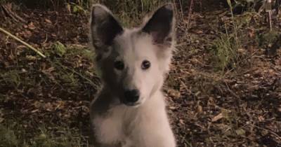 River City actor 'beside himself' after collie pup that looks like 'artic fox' goes missing - www.dailyrecord.co.uk - Scotland - city River