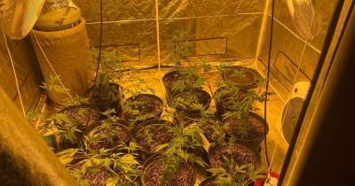 Man arrested for growing cannabis and drugs seized as police launch crackdown - www.manchestereveningnews.co.uk