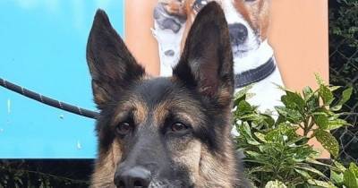 Affectionate Ayrshire German Shepherd-Collie cross seeking forever home with active family - www.dailyrecord.co.uk - Scotland - Germany