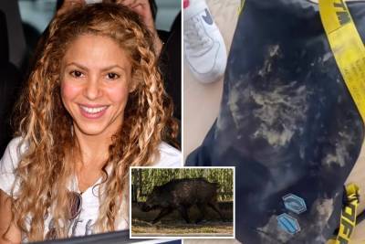 Shakira and son attacked by wild boars: ‘They’ve destroyed everything’ - nypost.com