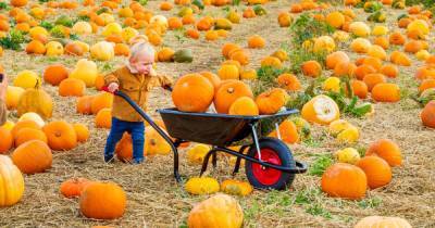 Where to pick your own pumpkins this autumn and entertain the kids ahead of Halloween - www.dailyrecord.co.uk - Scotland
