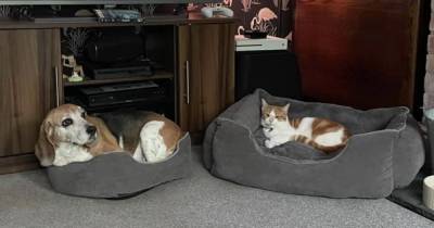 Rescue dog too soft to stop family cat from stealing her bed - www.manchestereveningnews.co.uk - Manchester