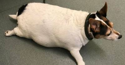 Dog so overweight she 'looked like a puffer fish' slimmed down and loving new life - www.manchestereveningnews.co.uk