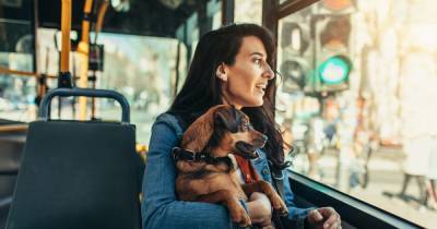 Surprising fee on public transport in Manchester for dog owners - www.manchestereveningnews.co.uk - Manchester