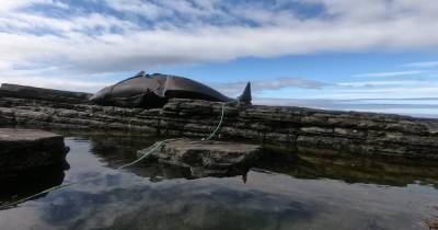 Killer whale found dead on Scots island beach died after being caught in rope - www.dailyrecord.co.uk - Scotland