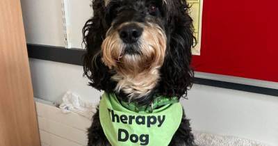Cockapoo Otis joins school as a therapy dog and knows when a hug is needed - www.manchestereveningnews.co.uk