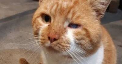 Air gun pellet found lodged in stray cat's eye as Scots charity appeals for urgent vet bill help - dailyrecord.co.uk - Scotland