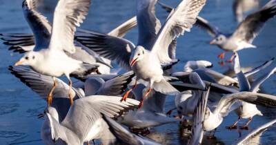 We're now taking seagulls campaign to our MSPs, insists community council in Dumfries - www.dailyrecord.co.uk - Scotland
