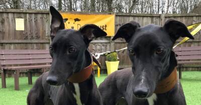 Playful greyhounds need a new home - dailyrecord.co.uk