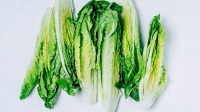 Does Lettuce Water Really Help You Sleep? We Checked the Science. - glamour.com - New York - USA - Mexico