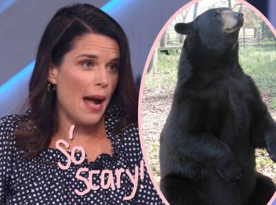 Kelly Clarkson Show - Neve Campbell - Neve Campbell Is The ULTIMATE Final Girl! Hear Her CRAZY Bear Attack Story! - perezhilton.com