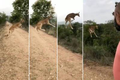 ‘Flying’ deer stuns social media in jaw-dropping video - nypost.com - India - Arizona - Hong Kong