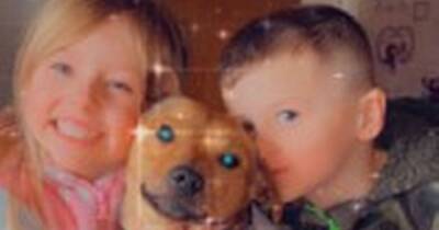 Jack Russell - Heartbroken children lose 'best friend' after family dog is killed by 'speeding hit and run driver' - manchestereveningnews.co.uk