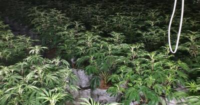 Huge cannabis farm discovered in building on Bury New Road - manchestereveningnews.co.uk - Britain - Manchester