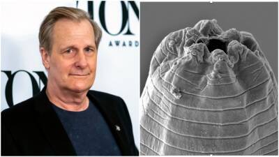 Newly Discovered Parasitic Worm Named After Jeff Daniels - variety.com - Hollywood - California - county Riverside