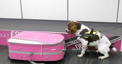 New 'dog detectors' squad trained to sniff risk of exotic diseases arriving in Scotland - www.dailyrecord.co.uk - Scotland