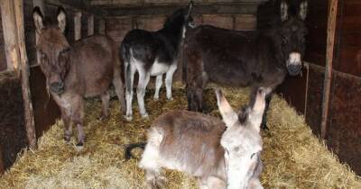 Donkey owner handed lifetime ban after malnourished animals found living in horrific conditions - dailyrecord.co.uk - city Sanctuary