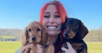 Stacey Solomon - My London - Dog charity hits back at complaints over Stacey Solomon's puppy adoption - manchestereveningnews.co.uk - Manchester