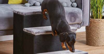 Aldi is selling £5.99 pet stairs to help your pooch climb onto your bed - www.ok.co.uk