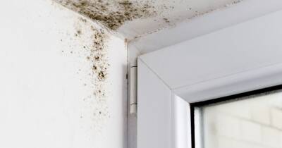 Tips on preventing condensation and black mould from spreading in your home shared by experts - www.dailyrecord.co.uk