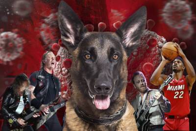 COVID-sniffing dogs are traveling on tour with Metallica, Black Keys - nypost.com - USA - Iraq - Afghanistan