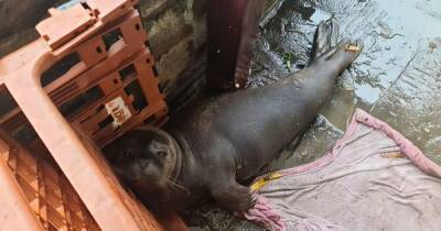 Starving Scottish seal pup turns up at door of Bristol pub - www.dailyrecord.co.uk - Scotland - county Bristol