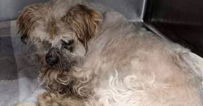 Dog discovered in shocking condition with maggots on his body desperately needs home - www.dailyrecord.co.uk
