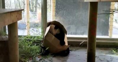 Edinburgh Zoo panda Yang Guang ditches treats to play with box in adorable video - dailyrecord.co.uk - Britain - China