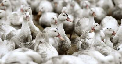 Bird flu outbreak explained and risk to humans after man catches deadly strain - www.dailyrecord.co.uk - Britain - Scotland