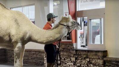 Man takes rescue camel to Las Vegas In-N-Out to get French fries - foxnews.com - France - Las Vegas - Colorado - state Nevada