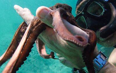 ‘My Octopus Teacher’ Director James Reed Ties With BBC Studios - deadline.com - Britain - South Africa - Keeling - Netflix