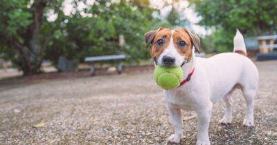 Jack Russell - Charles - What your dog says about you as different breeds attract certain personalities - dailyrecord.co.uk - Britain