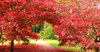 The best National Trust sites near Greater Manchester to see the leaves change this autumn - www.manchestereveningnews.co.uk - Manchester - Beyond