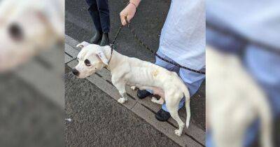 'Whimpering' dog found tied to tree and abandoned by her owner - www.manchestereveningnews.co.uk - Manchester