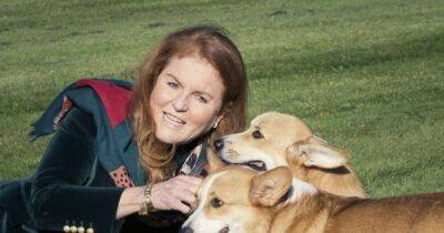 prince Andrew - Sarah Ferguson - Happy Birthday - Fergie - Royal Family - Fergie beams in new pic with Queen's corgis calling them the 'presents that keep giving' - ok.co.uk - city Sandy
