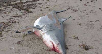 Great white shark washed up on beach as seagulls feast on 11ft corpse - www.dailyrecord.co.uk - Canada