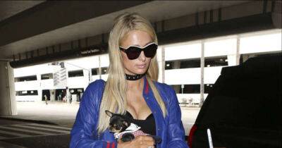 Paris Hilton - Carter Reum - Experts believe Paris Hilton's dog was taken by hungry coyotes - msn.com - Hollywood