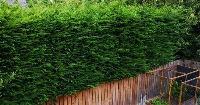 Scots homeowner ordered to trim bush by 3cm after row breaks out between neighbours - www.dailyrecord.co.uk - France - Scotland