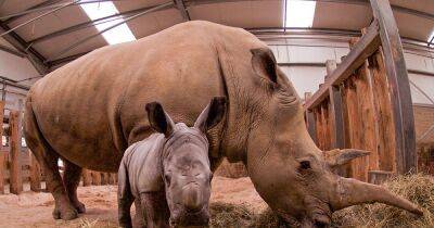 Blair Drummond needs help picking name for new baby rhino - here are the options - www.dailyrecord.co.uk - Scotland - Beyond
