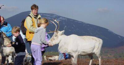 The mountain spot where you can meet Scotland's only free roaming reindeer herd ahead of the festive season - www.dailyrecord.co.uk - Britain - Scotland - Sweden - Santa