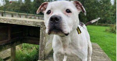 Can you give a home to an adorable deaf dog? - www.dailyrecord.co.uk