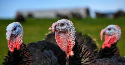 Farmer issues bird flu warning amid outbreak in Turkeys - manchestereveningnews.co.uk - Britain - Turkey - county Norfolk - county Suffolk