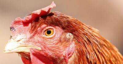 Avian flu detected at Aberdeenshire farm, Scottish Government confirms - www.dailyrecord.co.uk - Britain - Scotland - Beyond