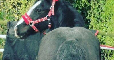 Owner fumes obese horse will 'explode' after being fed every day by walkers - dailyrecord.co.uk - county Newport
