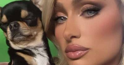 Paris Hilton - Diamond Baby - Paris Hilton has hired seven pet mediums amid search for missing dog - msn.com