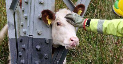Cow rescued by firefighters after getting head stuck in pylon - manchestereveningnews.co.uk - county Hampshire - county Isle Of Wight
