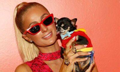 Paris Hilton - Diamond Baby - Paris Hilton hires seven pet mediums amid search for her missing dog Diamond Baby - us.hola.com