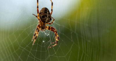 Amanda Holden - Kat Slater - Denise Fox - Sharon Watts - Joe Thomas - Sam Mitchell - Kim Fox - ITV This Morning: Horrified fans beg for show to stop as viewers send in pictures of terrifying spiders invading their homes - msn.com - Britain